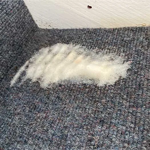 Professional carpet cleaning by Shire Carpet Services Ltd in Bedfordshire