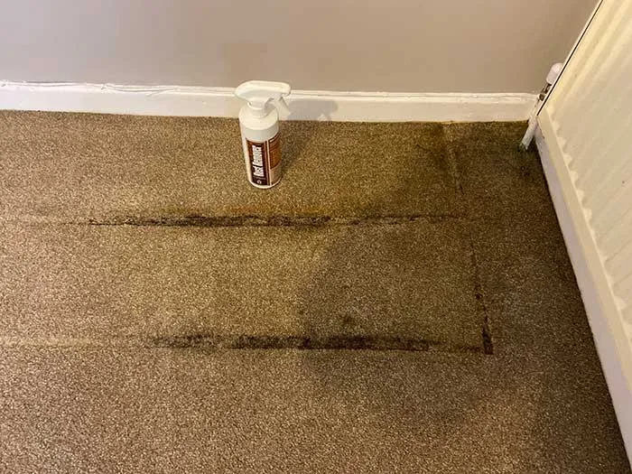 Local carpet cleaner providing free quotes and estimates